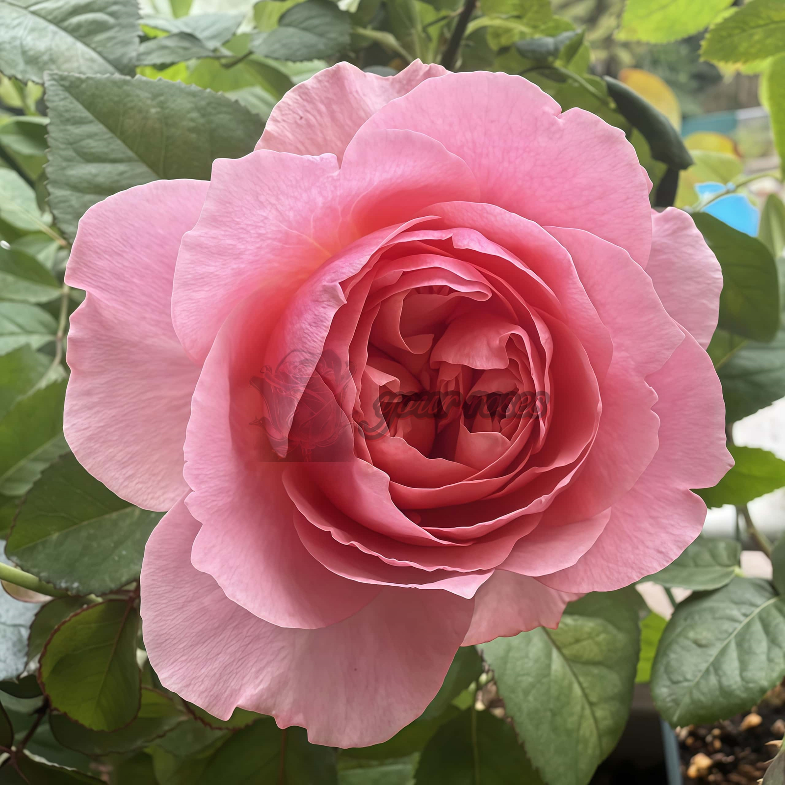 Victorian kiss Rose丨Your roses