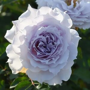 Water Sprite Rose丨Your roses