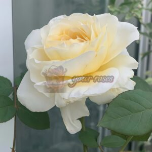 White cloud Rose plant丨Your roses