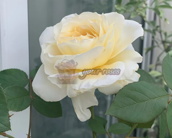White cloud Rose plant丨Your roses