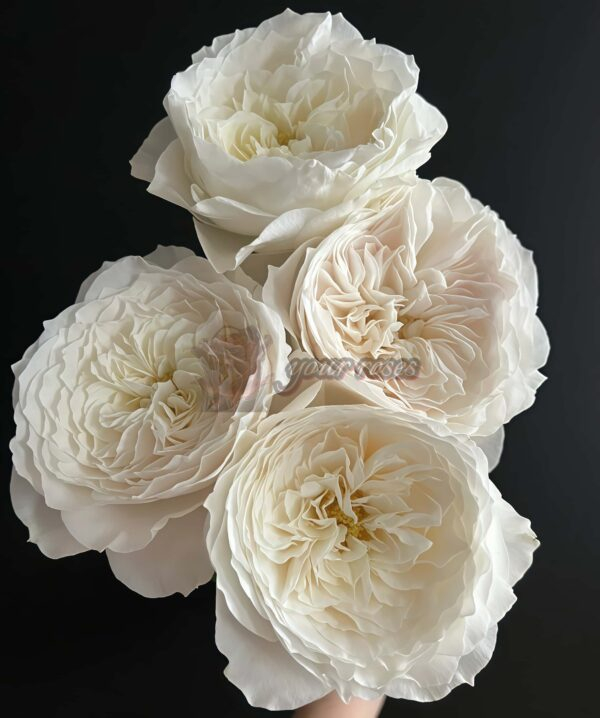 White cloud Rose丨Your roses