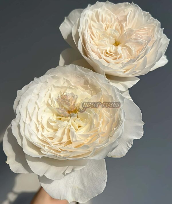 White cloud Rose for sale丨Your roses