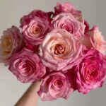 Xiaoxiang Rose plant丨Your roses