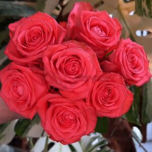 Zhihua Rose丨Your roses