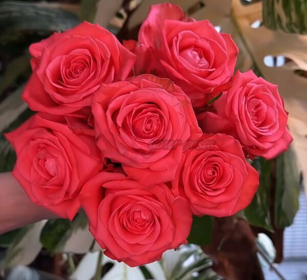 Zhihua Rose丨Your roses