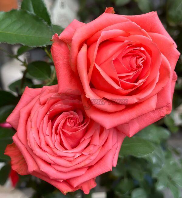 Zhihua Rose plant丨Your roses