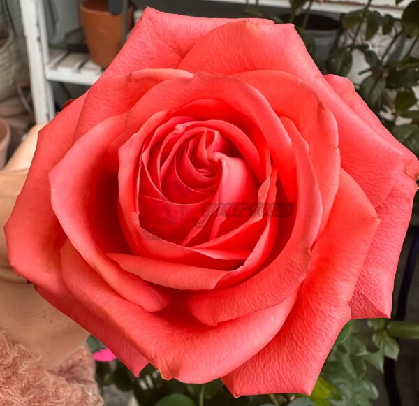 Zhihua Rose丨Your roses