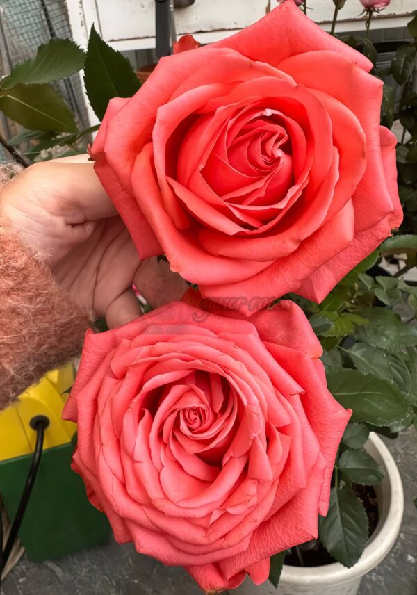 Zhihua Rose for sale丨Your roses