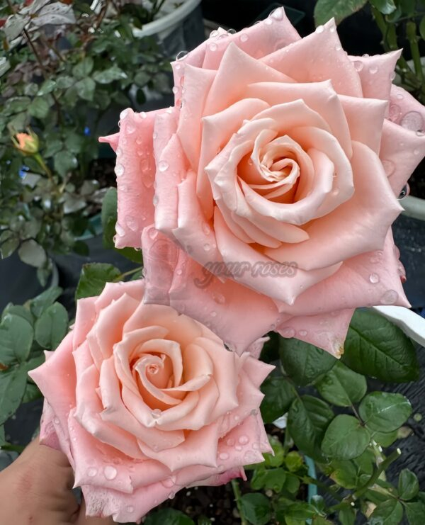 Almond Milk Candy Rose丨Your roses