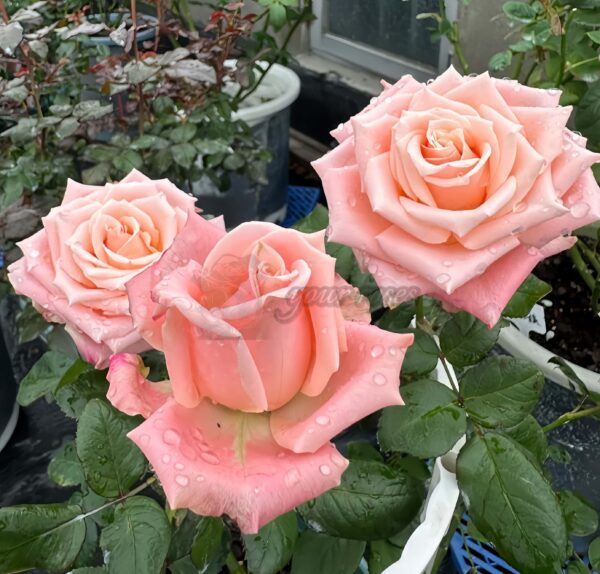 Almond Milk Candy Rose for sale丨Your roses