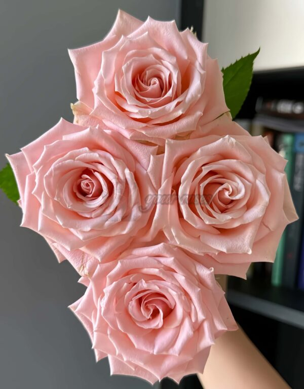 Almond Milk Candy Rose丨Your roses