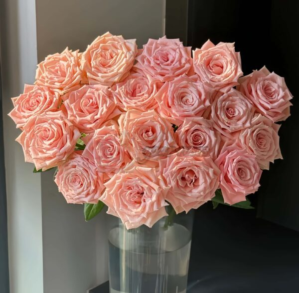 Almond Milk Candy Rose plant丨Your roses