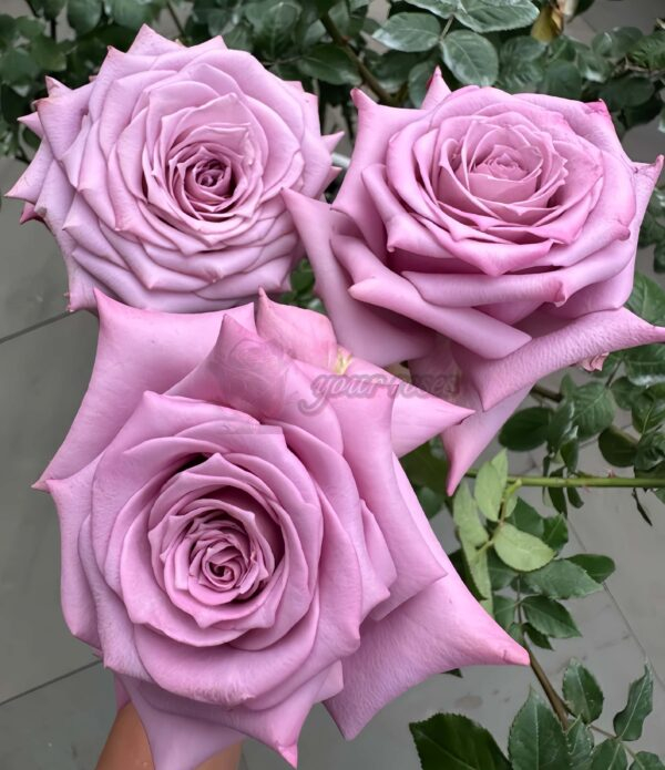 Avant Garde Rose丨Your roses