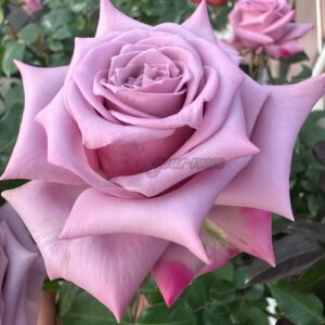 Avant Garde Rose for sale丨Your roses
