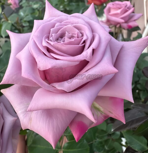 Avant Garde Rose for sale丨Your roses