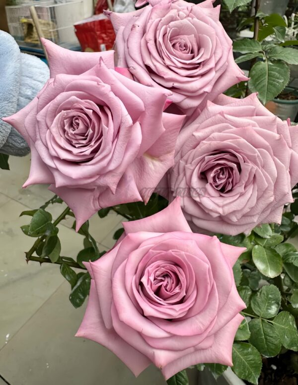 Avant Garde Rose丨Your roses