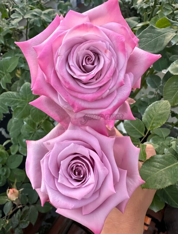 Avant Garde Rose plant丨Your roses