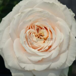 Calisita Rose丨Your roses