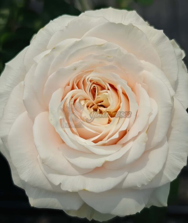 Calisita Rose丨Your roses