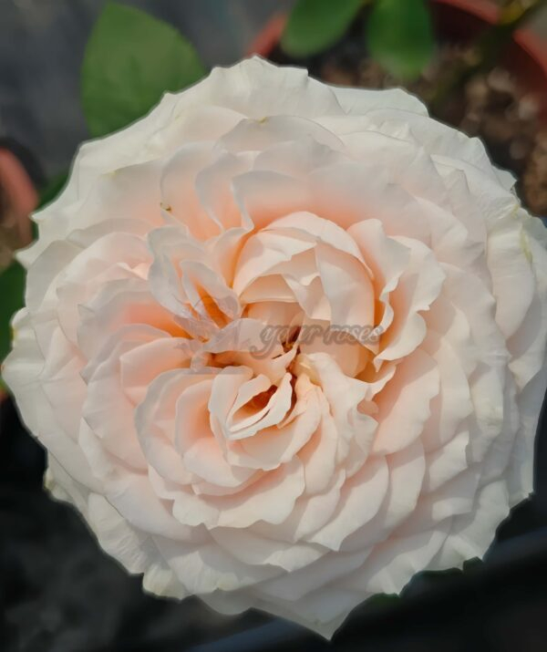 Calisita Rose for sale丨Your roses