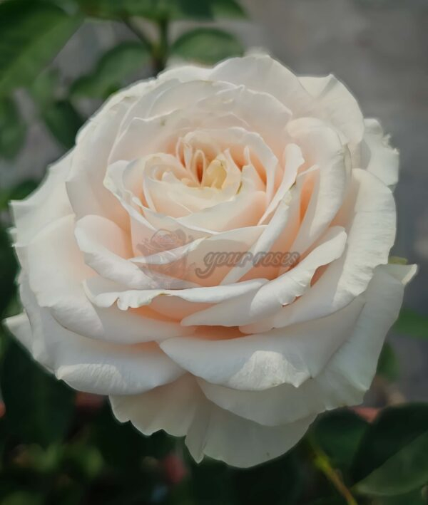 Calisita Rose丨Your roses
