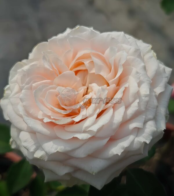 Calisita Rose plant丨Your roses