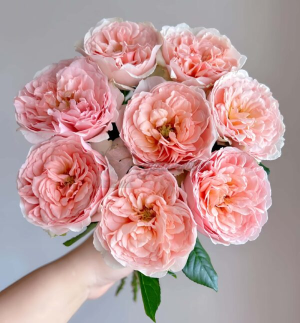 Celebretini Rose for sale丨Your roses