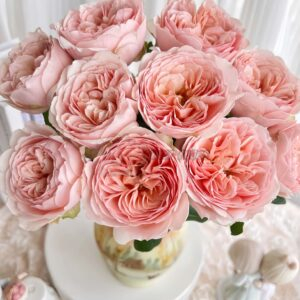 Celebretini Rose丨Your roses