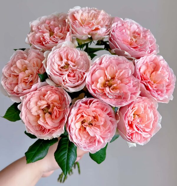 Celebretini Rose丨Your roses