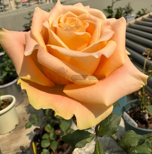 Cream Peach Rose for sale丨Your roses