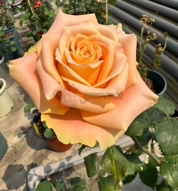 Cream Peach Rose丨Your roses