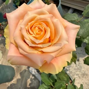Cream Peach Rose plant丨Your roses