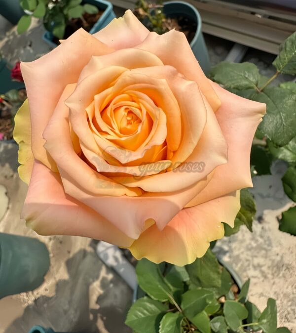 Cream Peach Rose plant丨Your roses
