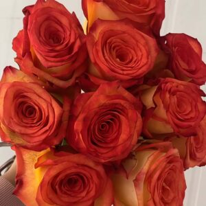 Dakar Rose plant丨Your roses