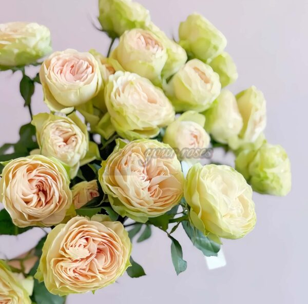 Darlene Rose丨Your roses