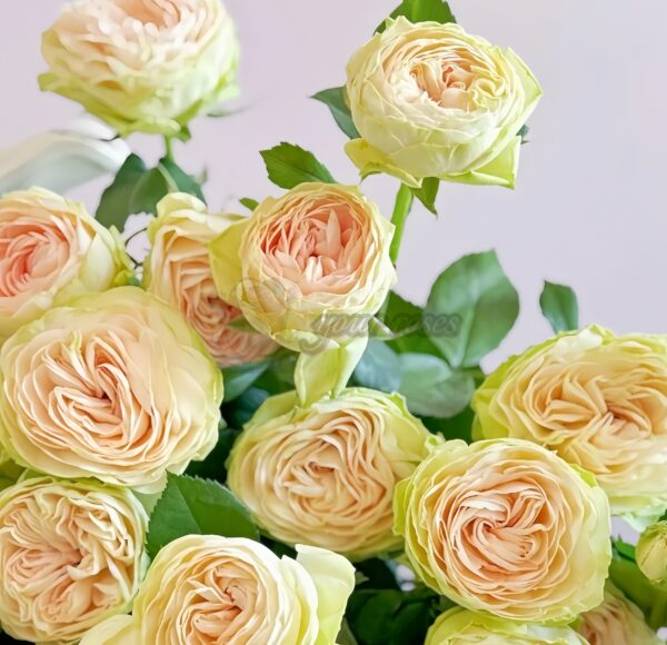 Darlene Rose for sale丨Your roses