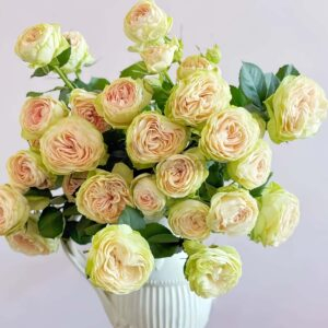 Darlene Rose丨Your roses