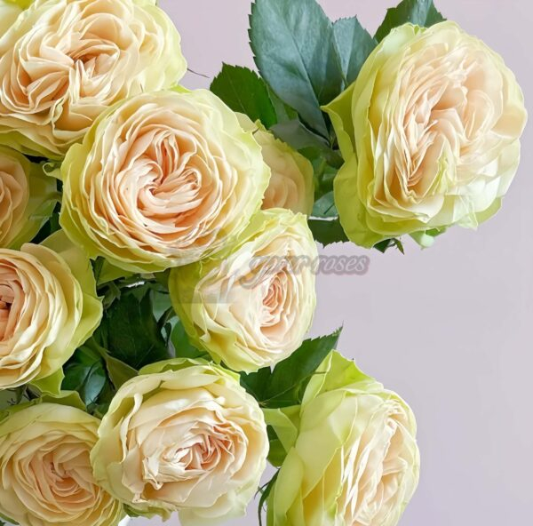 Darlene Rose plant 丨Your roses