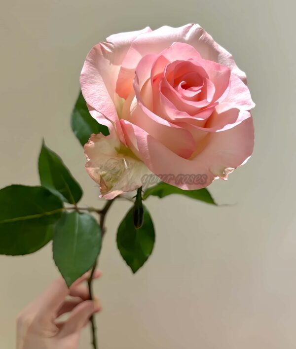 Doll Rose plant丨Your roses