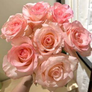 Doll Rose for sale丨Your roses