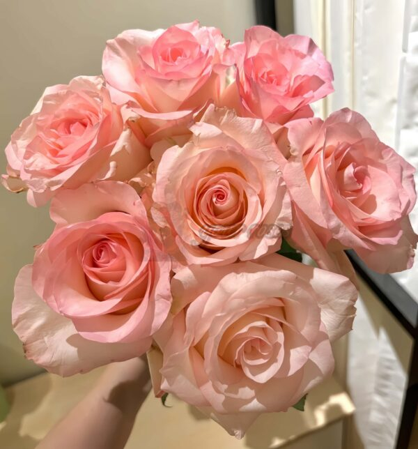 Doll Rose for sale丨Your roses