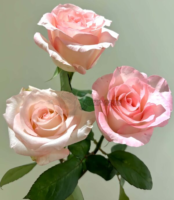 Doll Rose丨Your roses