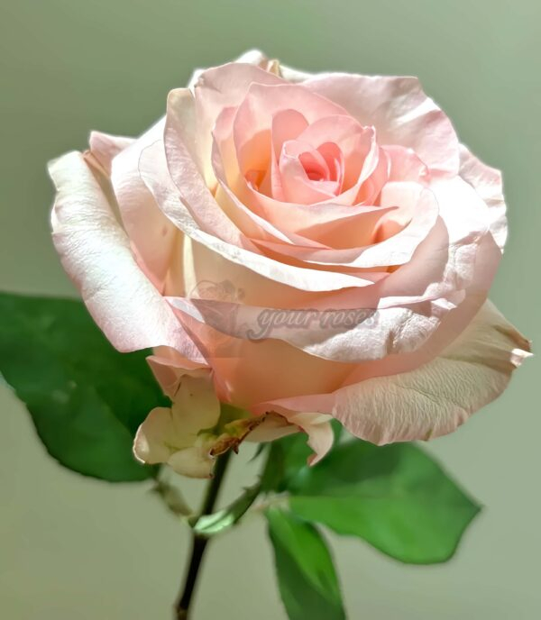 Doll Rose丨Your roses