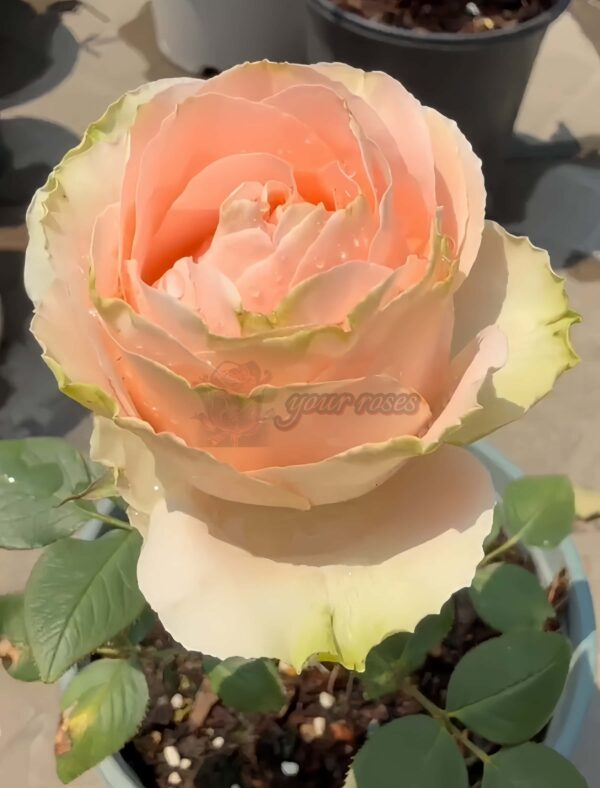 Doris Day Rose丨Your roses