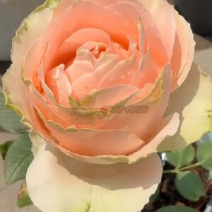 Doris Day Rose for sale丨Your roses