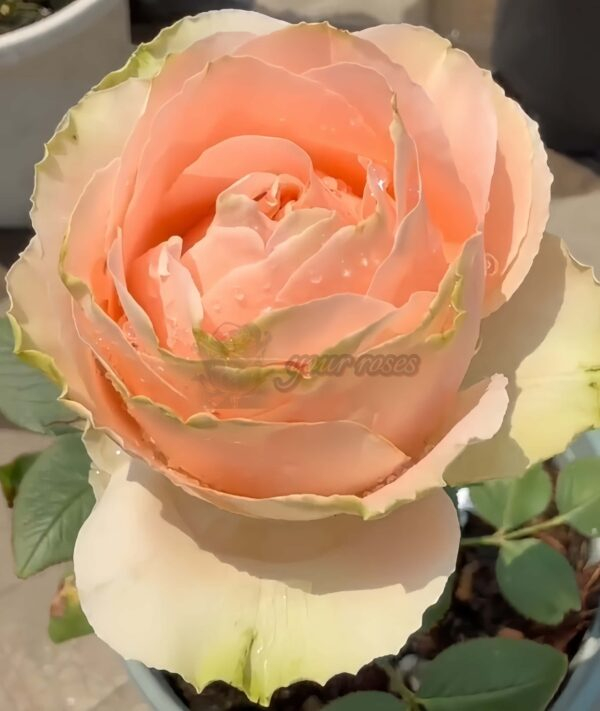 Doris Day Rose for sale丨Your roses