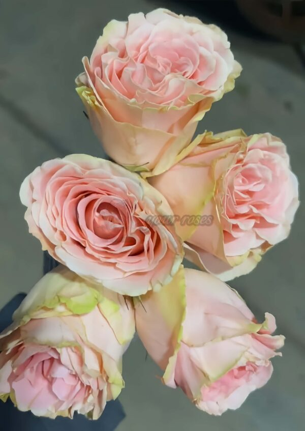 Doris Day Rose丨Your roses