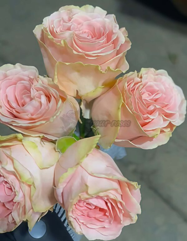 Doris Day Rose plant丨Your roses
