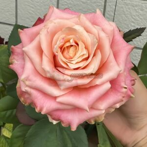 Escalante Rose for sale丨Your roses