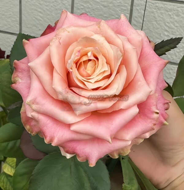 Escalante Rose for sale丨Your roses